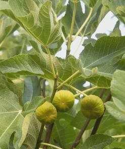 5 Kadota Fig Tree Starter Plugs - Ficus carica 'Kadota' Live Plant - Image 4