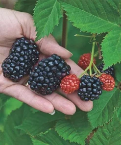 5 Kiowa Blackberry Starter Plug - Live Plant - Large Berries - USDA Zones 6-9 - Image 2