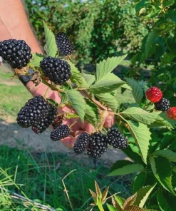 5 Kiowa Blackberry Starter Plug - Live Plant - Large Berries - USDA Zones 6-9 - Image 6