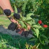5 Kiowa Blackberry Starter Plug - Live Plant - Large Berries - USDA Zones 6-9 - Image 1