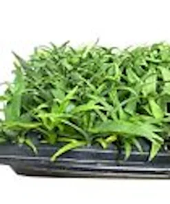 5 Kona Sugarloaf Pineapple Live Plants - Ananas Comosus Starter Bush - Image 5