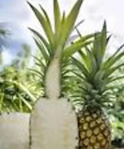 5 Kona Sugarloaf Pineapple Live Plants - Ananas Comosus Starter Bush - Image 6