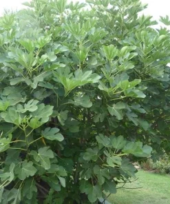 5 Lattarula Fig Starter Plug Live Plants - Italian Honey Fig Tree, Ficus carica, Zones 7-10 - Image 4
