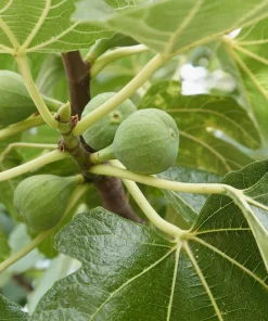 5 Lattarula Fig Starter Plug Live Plants - Italian Honey Fig Tree, Ficus carica, Zones 7-10 - Image 5