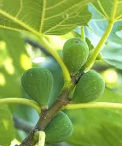 5 Lattarula Fig Starter Plug Live Plants - Italian Honey Fig Tree, Ficus carica, Zones 7-10 - Image 7