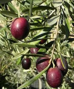 5 Leccino Olive Tree Starter Plugs – Olea europaea 'Leccino' Live Plants - Image 2