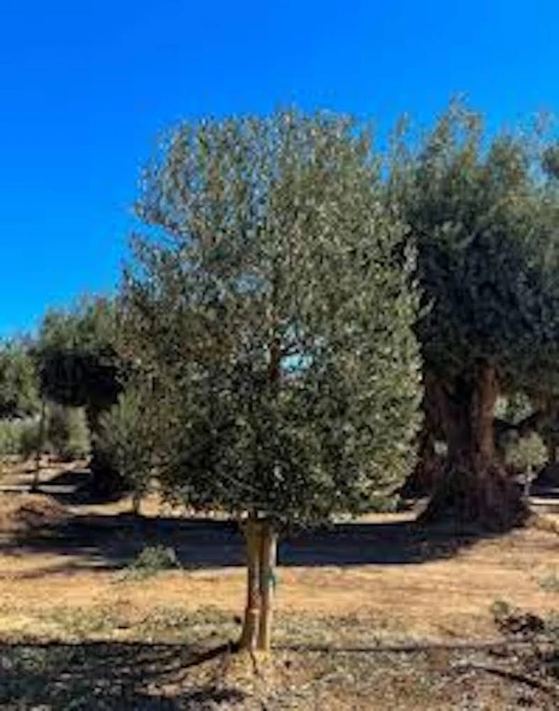 5 Leccino Olive Tree Starter Plugs – Olea europaea 'Leccino' Live Plants - Image 3