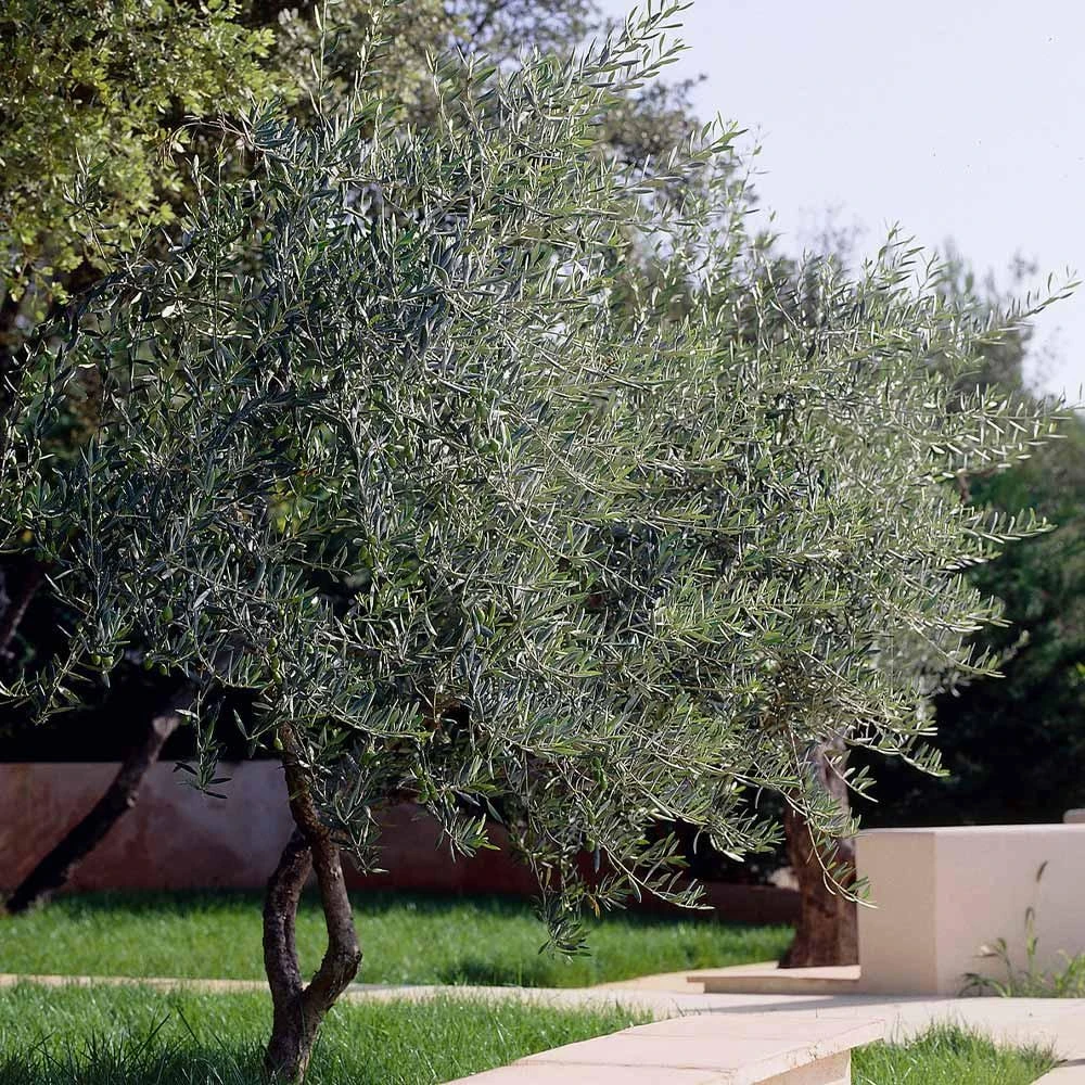 5 Leccino Olive Tree Starter Plugs – Olea europaea 'Leccino' Live Plants - Image 4