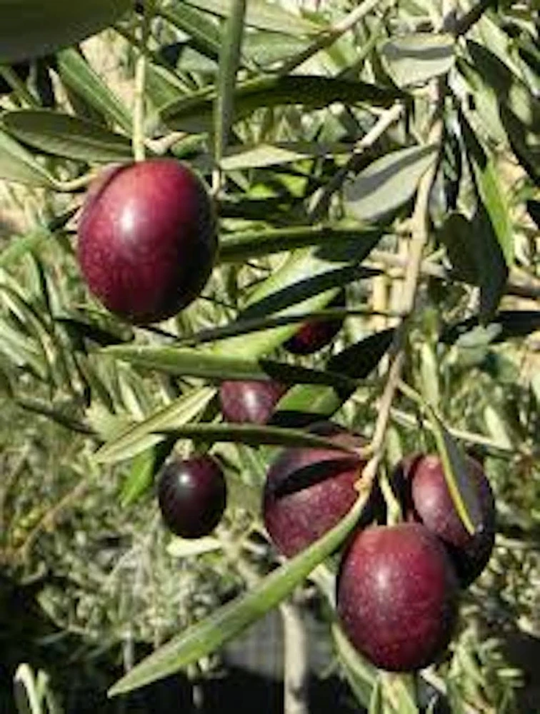 5 Leccino Olive Tree Starter Plugs – Olea europaea 'Leccino' Live Plants - Image 6
