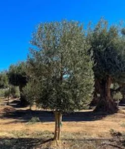 5 Leccino Olive Tree Starter Plugs – Olea europaea 'Leccino' Live Plants - Image 7