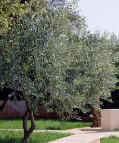 5 Leccino Olive Tree Starter Plugs – Olea europaea 'Leccino' Live Plants - Image 8