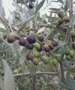 5 Leccino Olive Tree Starter Plugs – Olea europaea 'Leccino' Live Plants - Image 1