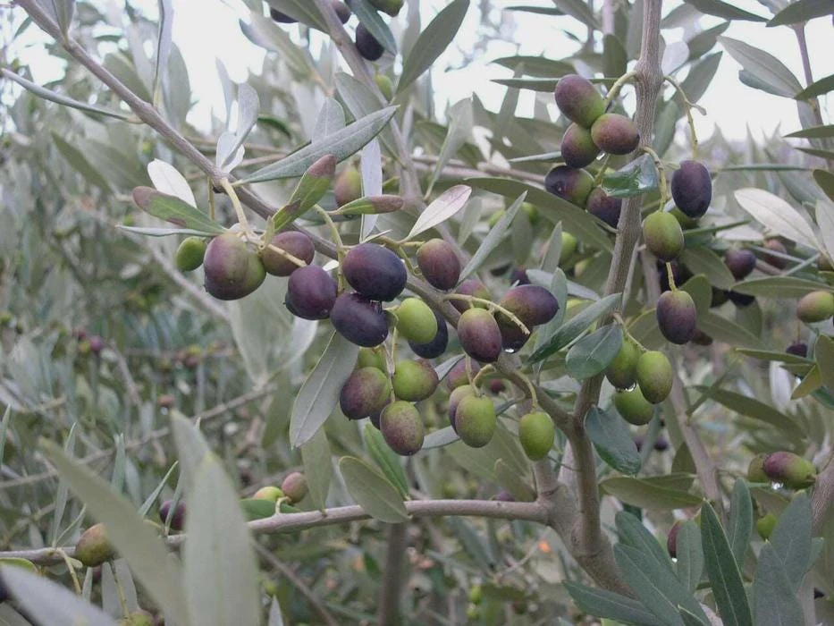 5 Leccino Olive Tree Starter Plugs – Olea europaea 'Leccino' Live Plants - Image 1