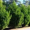 5 Leyland Cypress Tree Live Plant Starter Bare Root Evergreen Hedge 2-3 ft - Image 1