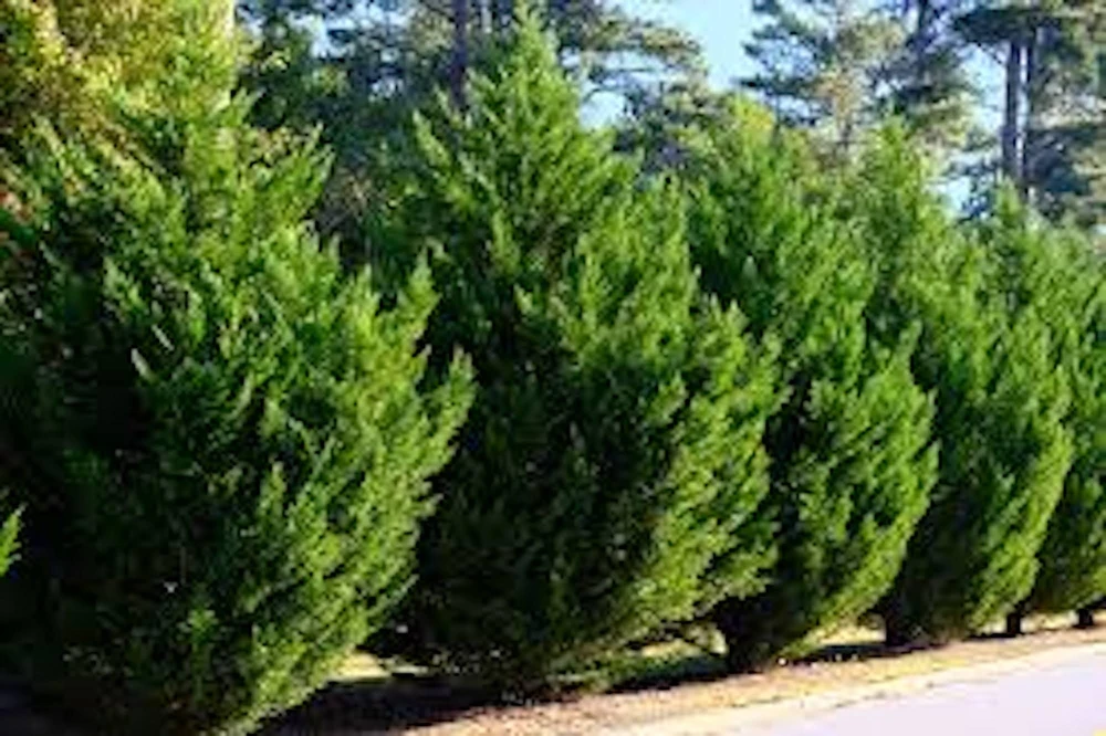 5 Leyland Cypress Tree Live Plant Starter Bare Root Evergreen Hedge 2-3 ft - Image 1