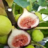 5 Magnolia Fig Starter Plugs - Ficus carica 'Magnolia' Live Plants for Edible Fruit - Image 1