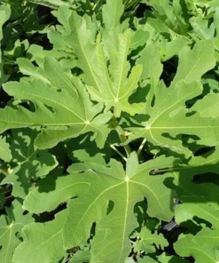 5 Magnolia Fig Starter Plugs - Ficus carica 'Magnolia' Live Plants for Edible Fruit - Image 6