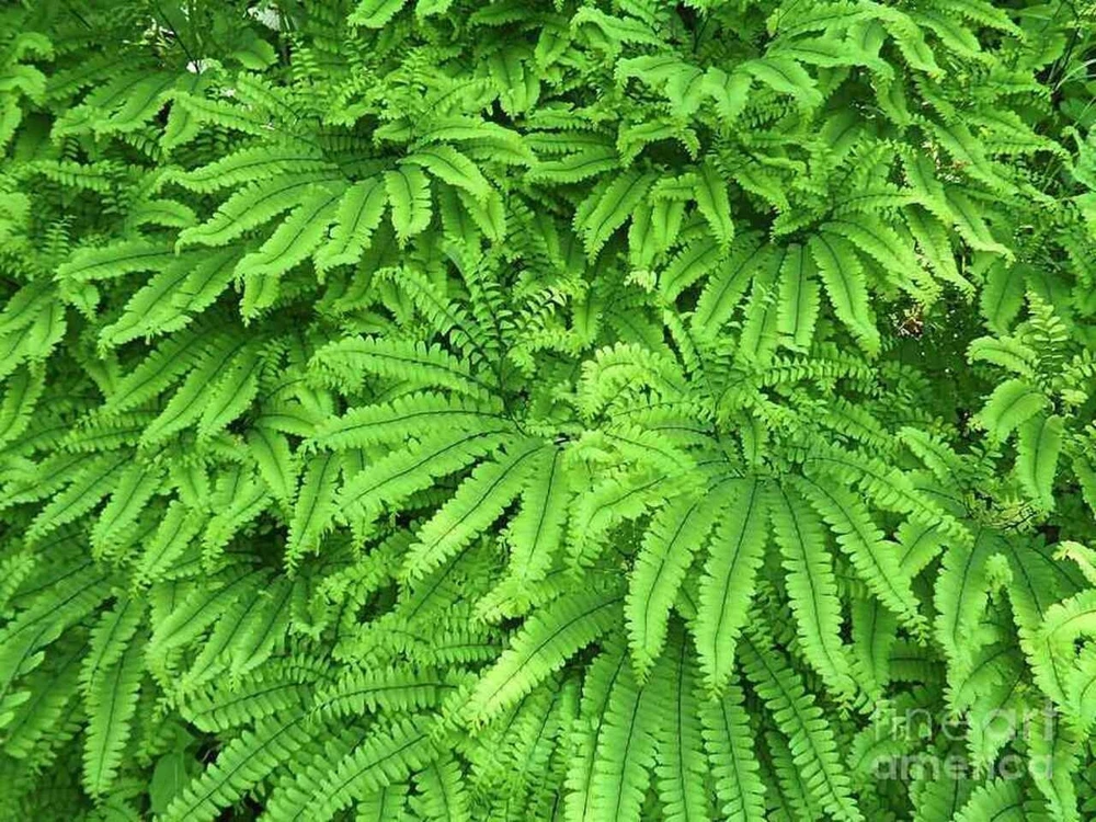 5 Maidenhair Fern Bare Roots - Adiantum pedatum Organic Plant - Image 10