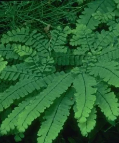 5 Maidenhair Fern Bare Roots - Adiantum pedatum Organic Plant - Image 2