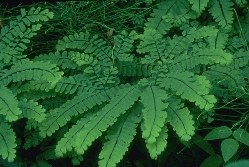 5 Maidenhair Fern Bare Roots - Adiantum pedatum Organic Plant - Image 2