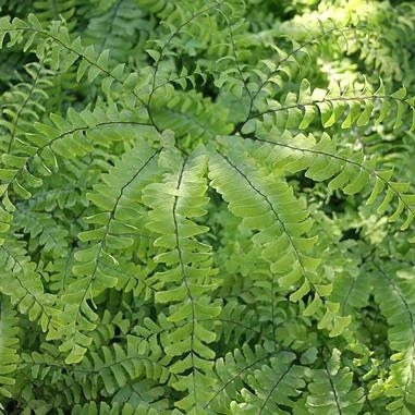 5 Maidenhair Fern Bare Roots - Adiantum pedatum Organic Plant - Image 3
