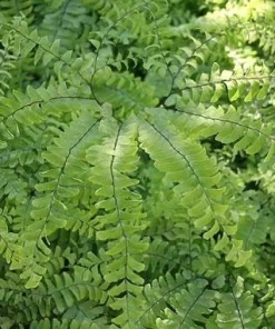 5 Maidenhair Fern Bare Roots - Adiantum pedatum Organic Plant - Image 8