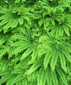 5 Maidenhair Fern Bare Roots - Adiantum pedatum Organic Plant - Image 9