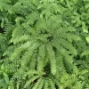 5 Maidenhair Fern Bare Roots - Adiantum pedatum Organic Plant - Image 1