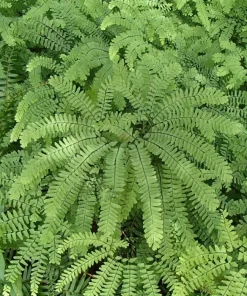 5 Maidenhair Fern Bare Roots - Adiantum pedatum Organic Plant - Image 1