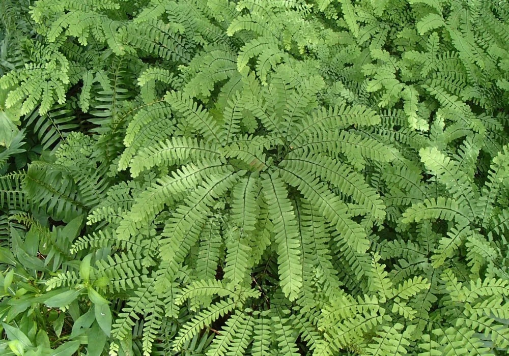 5 Maidenhair Fern Bare Roots - Adiantum pedatum Organic Plant - Image 1