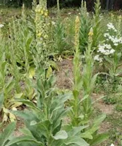 5 Mullein Plants – Verbascum Thapsus Organic Bare Root Wildflower – Native - Image 2