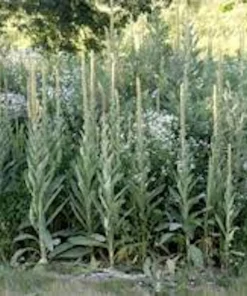 5 Mullein Plants – Verbascum Thapsus Organic Bare Root Wildflower – Native - Image 4