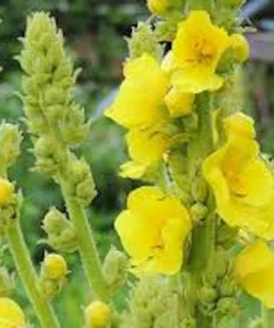 5 Mullein Plants – Verbascum Thapsus Organic Bare Root Wildflower – Native - Image 5
