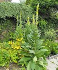 5 Mullein Plants – Verbascum Thapsus Organic Bare Root Wildflower – Native - Image 6