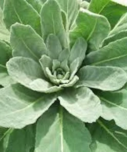 5 Mullein Plants – Verbascum Thapsus Organic Bare Root Wildflower – Native - Image 8