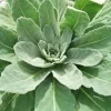 5 Mullein Plants – Verbascum Thapsus Organic Bare Root Wildflower – Native - Image 1