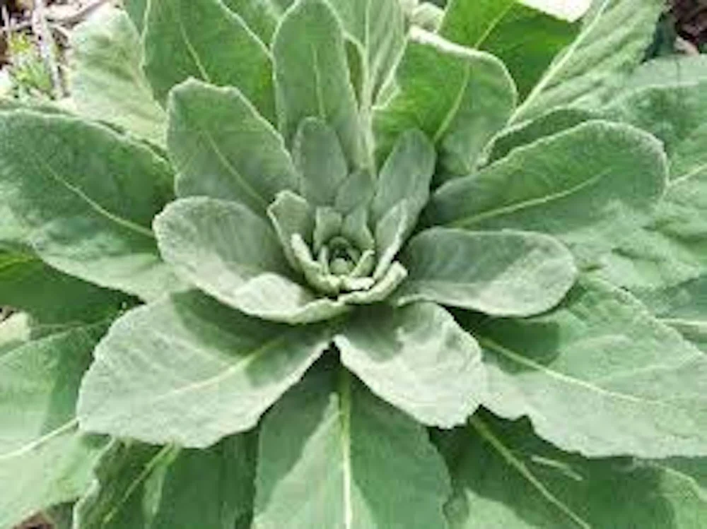 5 Mullein Plants – Verbascum Thapsus Organic Bare Root Wildflower – Native - Image 1