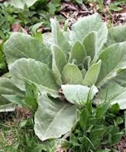 5 Mullein Plants – Verbascum Thapsus Organic Bare Root Wildflower – Native - Image 9