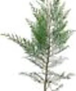 5 Murray Cypress Live Plants - Fast-Growing Evergreen Privacy Screen - 30-40 ft Tall - Image 2