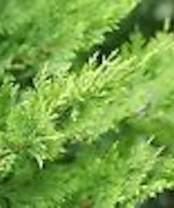 5 Murray Cypress Live Plants - Fast-Growing Evergreen Privacy Screen - 30-40 ft Tall - Image 3
