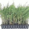 5 Murray Cypress Live Plants - Fast-Growing Evergreen Privacy Screen - 30-40 ft Tall - Image 1