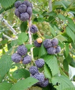 5 Mysore Black Raspberry Live Plant - Tropical Fruiting Bush, Bare Root Starter - Image 2