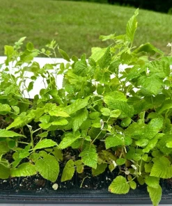 5 Mysore Black Raspberry Live Plant - Tropical Fruiting Bush, Bare Root Starter - Image 3