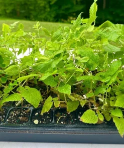 5 Mysore Black Raspberry Live Plant - Tropical Fruiting Bush, Bare Root Starter - Image 4