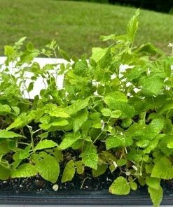 5 Mysore Black Raspberry Live Plant - Tropical Fruiting Bush, Bare Root Starter - Image 6