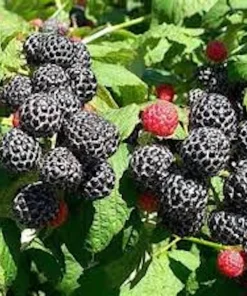 5 Mysore Black Raspberry Live Plant - Tropical Fruiting Bush, Bare Root Starter - Image 1