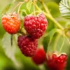 5 Nantahala Red Raspberry Live Plants - Edible Fruit Perennial, Zones 4-9 - Image 1