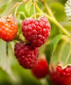 5 Nantahala Red Raspberry Live Plants - Edible Fruit Perennial, Zones 4-9 - Image 1