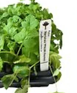 5 Nantahala Red Raspberry Live Plants - Edible Fruit Perennial, Zones 4-9 - Image 3