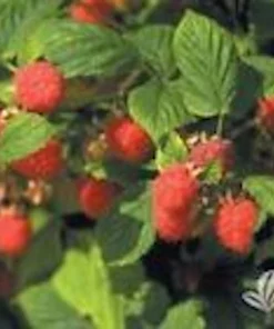 5 Nantahala Red Raspberry Live Plants - Edible Fruit Perennial, Zones 4-9 - Image 4